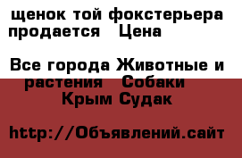 щенок той-фокстерьера продается › Цена ­ 25 000 - Все города Животные и растения » Собаки   . Крым,Судак